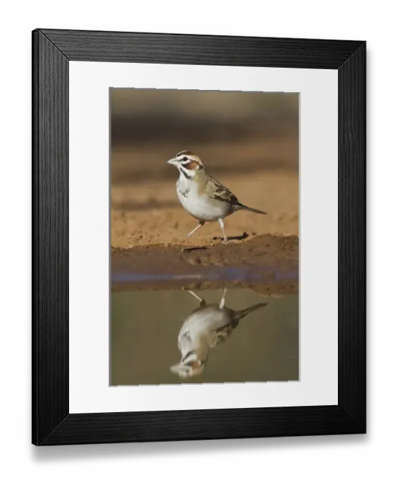 Framed Print : Lark Sparrow, Chondestes grammacus, drinking at south Texas pond Framed Print : Lark Sparrow, Chondestes grammacus, drinking at south Texas pond