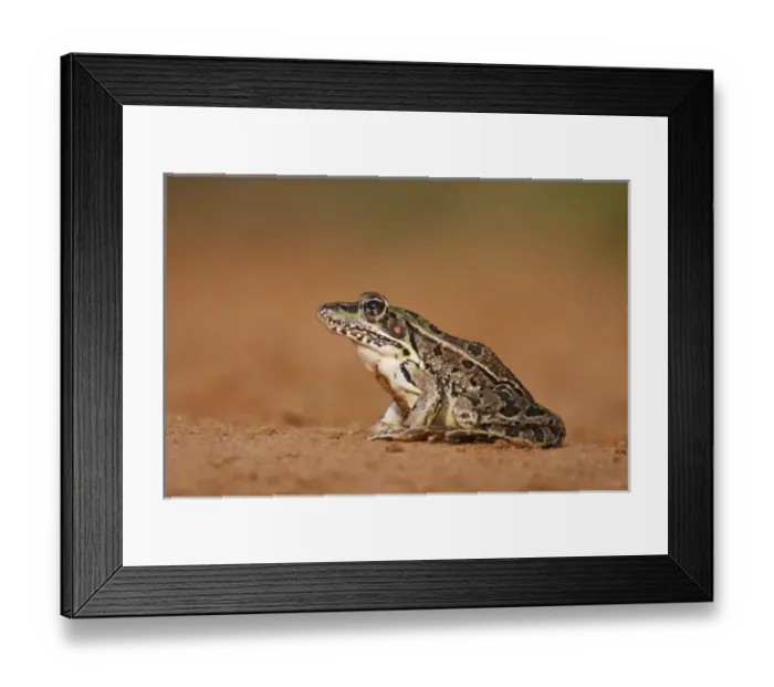 Framed Print : Rio Grande Leopard Frog (Rana pipiens berlandieri) sunning, Texas Framed Print : Rio Grande Leopard Frog (Rana pipiens berlandieri) sunning, Texas