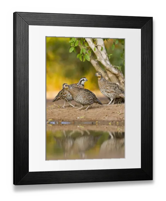 Framed Print : Northern Bobwhite (Colinus virginianus) quail emerging from cover