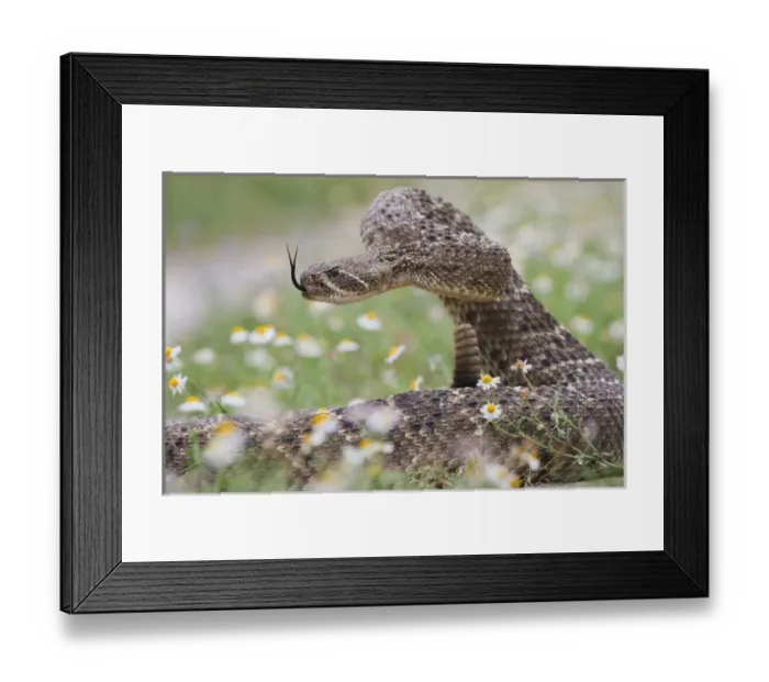 Framed Print : Western Diamondback Rattlesnake (Crotalus atrox) coiled to strike Framed Print : Western Diamondback Rattlesnake (Crotalus atrox) coiled to strike