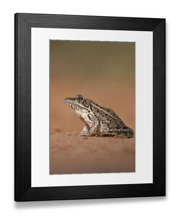 Framed Print : Rio Grande Leopard Frog (Rana pipiens berlandieri) sunning, Texas Framed Print : Rio Grande Leopard Frog (Rana pipiens berlandieri) sunning, Texas
