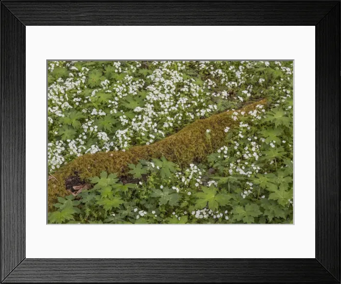 Framed Print : Fringed Phacelia flowers, Great Smoky Mountains, National Park, Tennessee