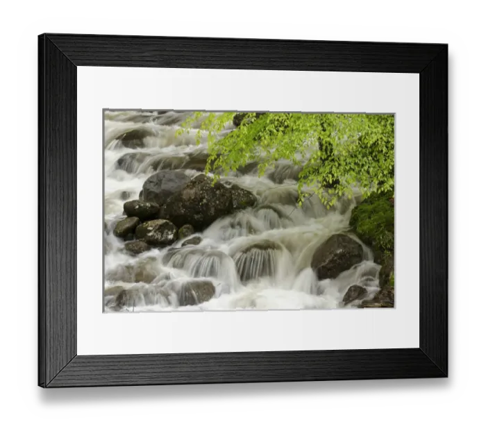 Framed Print : Overhanging maple tree branches in spring, Middle Prong, Great Smoky Mountains National Park