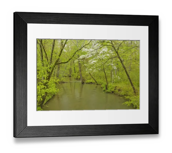 Framed Print : Dogwood tree in full bloom, Cades Cove, Great Smoky Mountains National Park, Tennessee