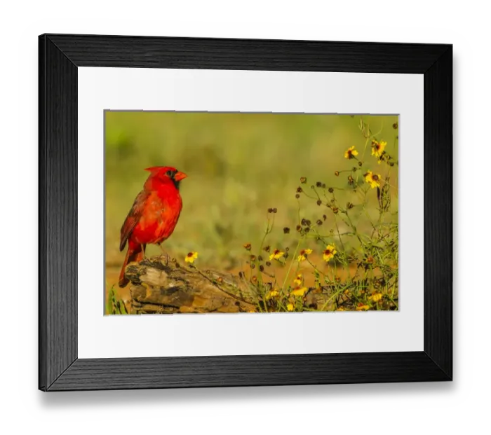 Framed Print : USA, Texas, Hidalgo County. Male cardinal on log