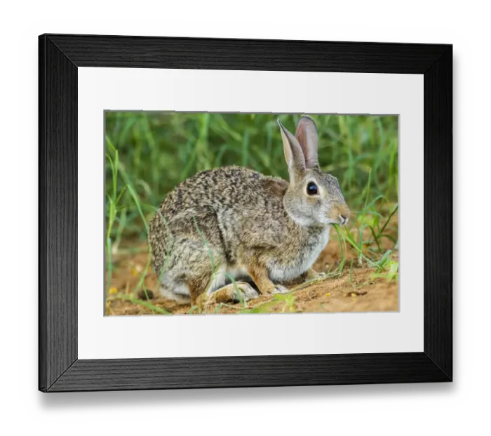 Framed Print : USA, Texas, Hidalgo County. Cottontail rabbit eating Framed Print : USA, Texas, Hidalgo County. Cottontail rabbit eating