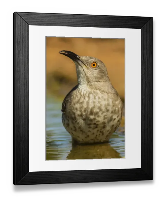 Framed Print : USA, Texas, Hidalgo County. Curve-billed thrasher bathing Framed Print : USA, Texas, Hidalgo County. Curve-billed thrasher bathing