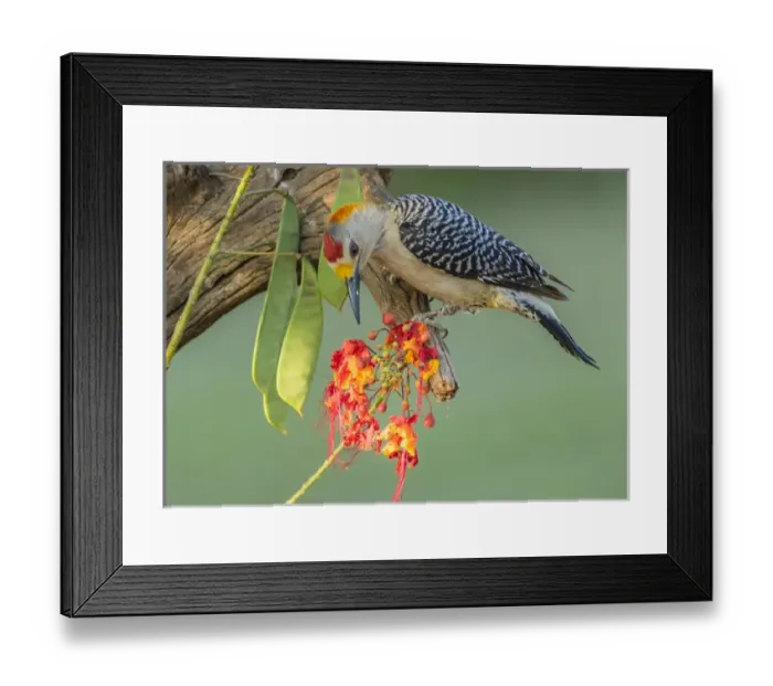 Framed Print : USA, Texas, Hidalgo County. Golden-fronted woodpecker on log