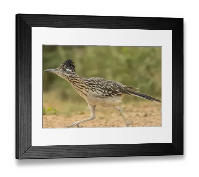 Framed Print : USA, Texas, Hidalgo County. roadrunner running Credit as: Cathy & Gordon Illg / Framed Print : USA, Texas, Hidalgo County. roadrunner running Credit as: Cathy & Gordon Illg /