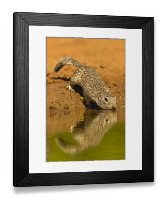 Framed Print : USA, Texas, Hidalgo County. Mexican ground squirrel drinking Framed Print : USA, Texas, Hidalgo County. Mexican ground squirrel drinking