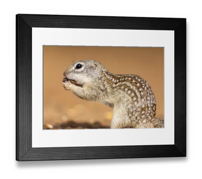 Framed Print : USA, Texas, Gatesville, Santa Clara Ranch. Mexican ground squirrel close-up. Credit as Framed Print : USA, Texas, Gatesville, Santa Clara Ranch. Mexican ground squirrel close-up. Credit as