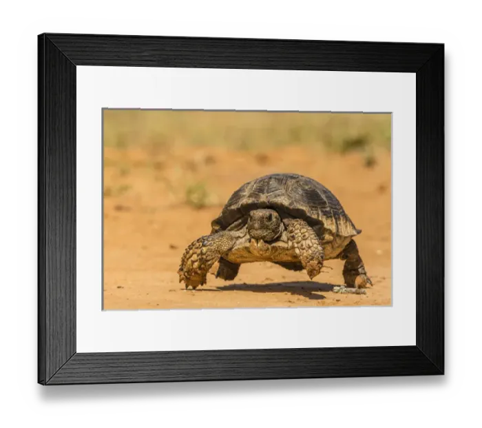 Framed Print : USA, Texas, Hidalgo County. Berlandiers tortoise, running Framed Print : USA, Texas, Hidalgo County. Berlandiers tortoise, running