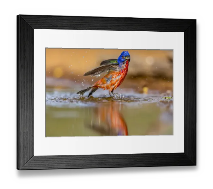 Framed Print : USA, Texas, Gatesville, Santa Clara Ranch. Male painted bunting bathing. Credit as Framed Print : USA, Texas, Gatesville, Santa Clara Ranch. Male painted bunting bathing. Credit as