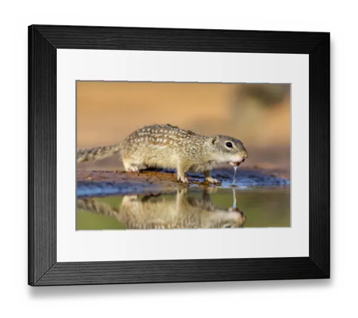 Framed Print : USA, Texas, Gatesville, Santa Clara Ranch. Mexican ground squirrel drinking. Credit as Framed Print : USA, Texas, Gatesville, Santa Clara Ranch. Mexican ground squirrel drinking. Credit as