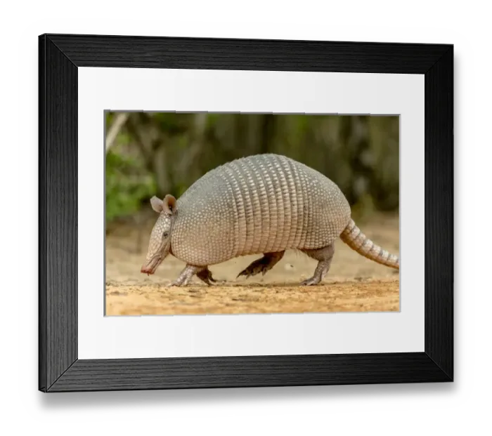 Framed Print : USA, Texas, Gatesville, Santa Clara Ranch. Nine-banded armadillo walking. Credit as Framed Print : USA, Texas, Gatesville, Santa Clara Ranch. Nine-banded armadillo walking. Credit as