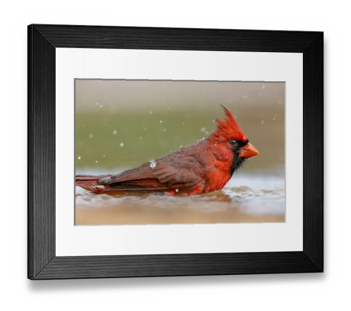 Framed Print : USA, Texas, Gatesville, Santa Clara Ranch. Male northern cardinal bathing. Credit as