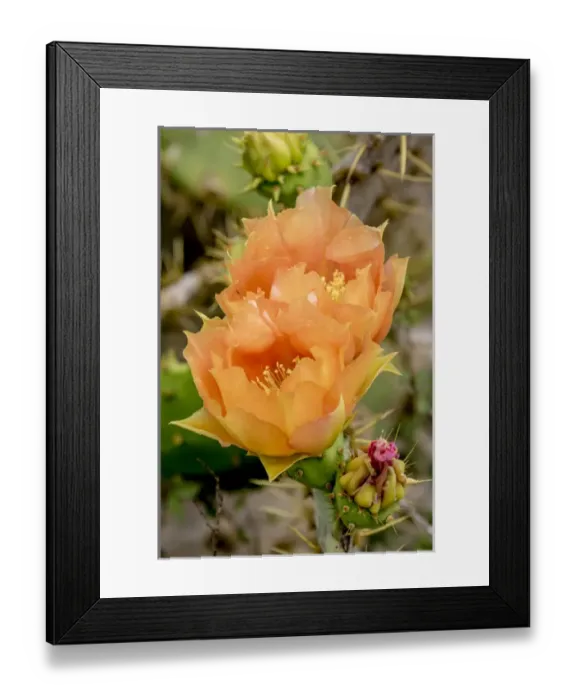 Framed Print : USA, Texas, Boca Chica. Prickly pear cactus in bloom Framed Print : USA, Texas, Boca Chica. Prickly pear cactus in bloom