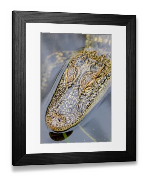 Framed Print : USA, Texas, South Padre Island. Juvenile american alligator in water Framed Print : USA, Texas, South Padre Island. Juvenile american alligator in water