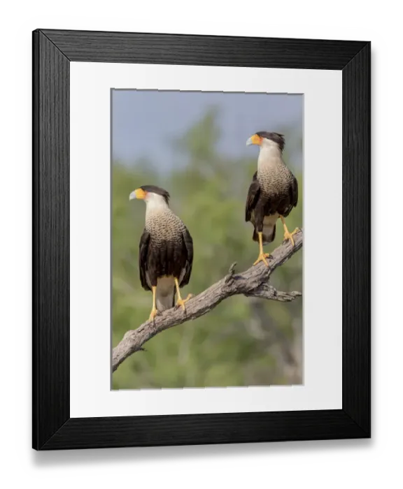 Framed Print : USA, Texas, Gatesville, Santa Clara Ranch. Two crested caracaras on branch. Credit as Framed Print : USA, Texas, Gatesville, Santa Clara Ranch. Two crested caracaras on branch. Credit as