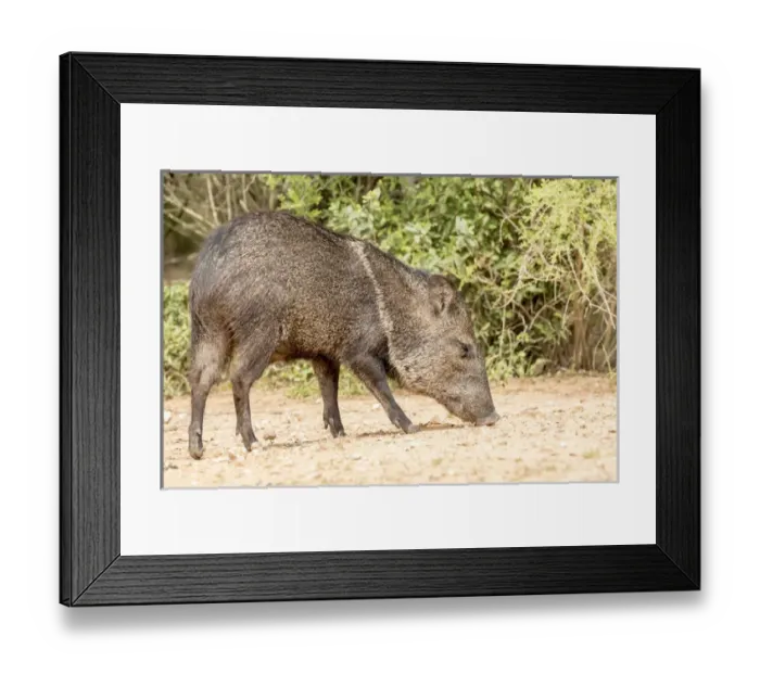 Framed Print : USA, Texas, Gatesville, Santa Clara Ranch Framed Print : USA, Texas, Gatesville, Santa Clara Ranch
