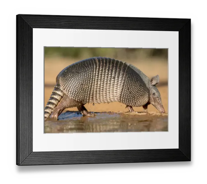 Framed Print : USA, Texas, Gatesville, Santa Clara Ranch. Nine-banded armadillo and water. Credit as Framed Print : USA, Texas, Gatesville, Santa Clara Ranch. Nine-banded armadillo and water. Credit as