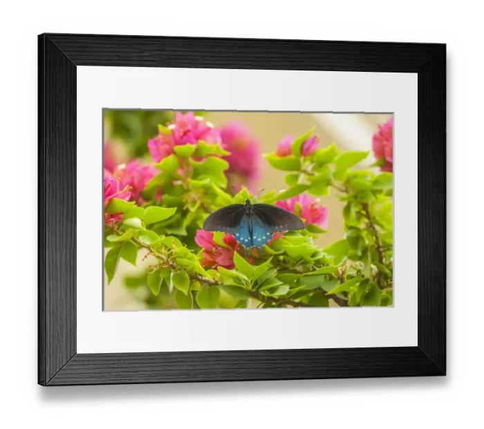 Framed Print : USA, Texas, Hidalgo County. Pipevine swallowtail butterfly on branch Framed Print : USA, Texas, Hidalgo County. Pipevine swallowtail butterfly on branch