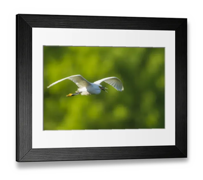 Framed Print : USA, Texas, Smith Oaks Rookery. Snowy egret in flight Framed Print : USA, Texas, Smith Oaks Rookery. Snowy egret in flight