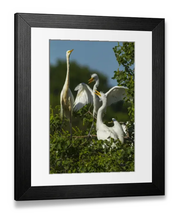Framed Print : USA, Texas, High Island, Smith Oaks Rookery. Great egret parent at nest with chicks