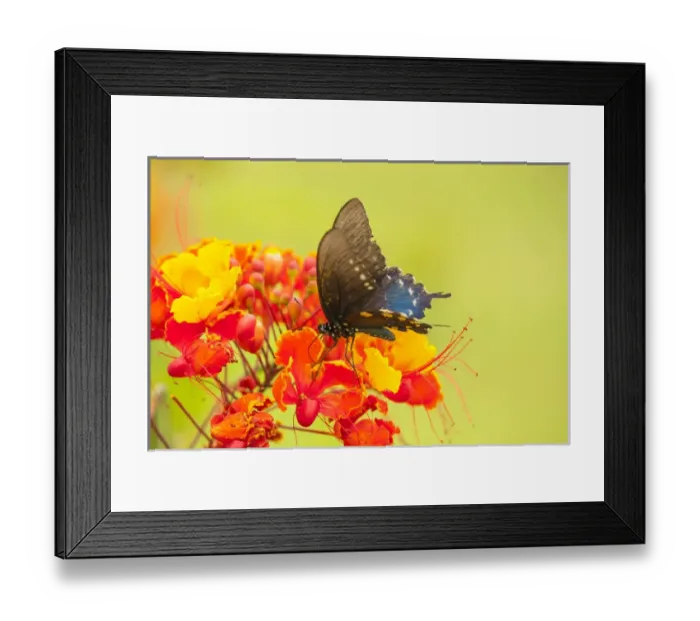 Framed Print : USA, Texas, Hidalgo County. Pipevine swallowtail butterfly on flower