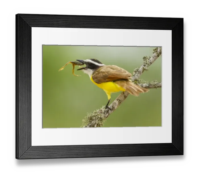 Framed Print : USA, Texas, Hidalgo County. Kiskadee eating frog