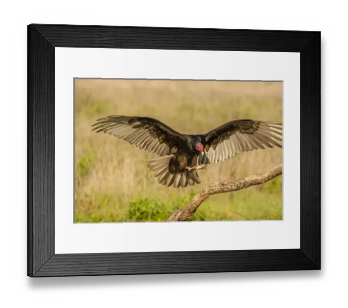 Framed Print : USA, Texas, Hidalgo County. Turkey vulture landing on limb
