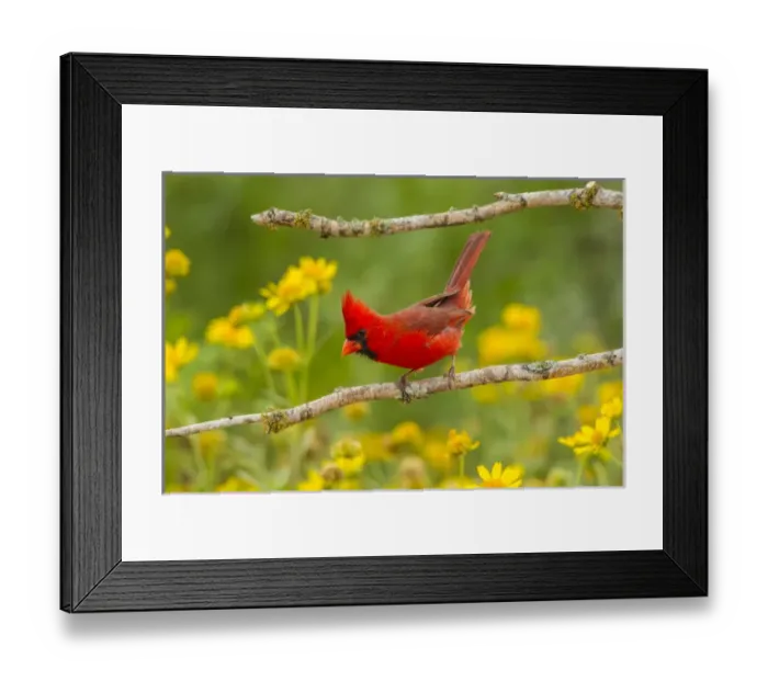 Framed Print : USA, Texas, Hidalgo County. Male cardinal on limb Framed Print : USA, Texas, Hidalgo County. Male cardinal on limb