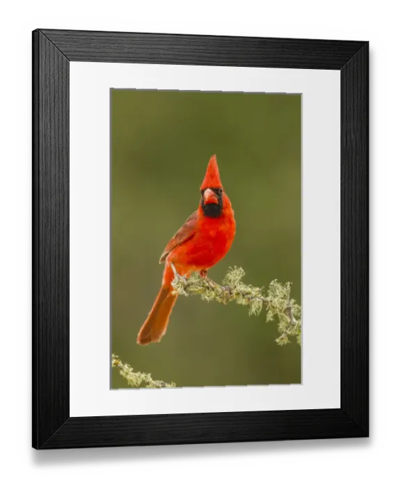 Framed Print : USA, Texas, Hidalgo County. Male cardinal on limb Framed Print : USA, Texas, Hidalgo County. Male cardinal on limb