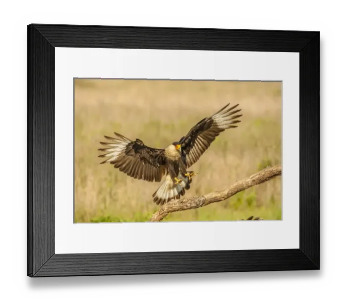 Framed Print : USA, Texas, Hidalgo County. Crested caracara landing on limb