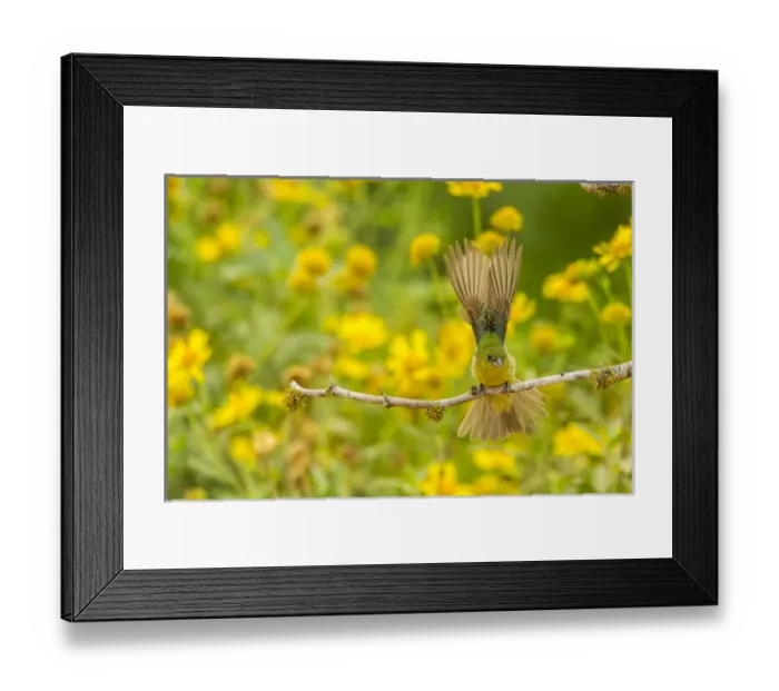 Framed Print : USA, Texas, Hidalgo County. Female painted bunting on limb Framed Print : USA, Texas, Hidalgo County. Female painted bunting on limb