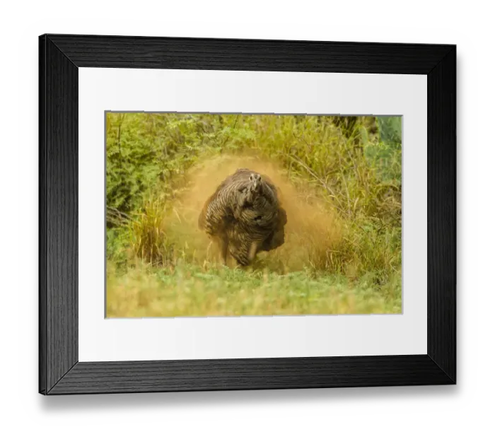 Framed Print : USA, Texas, Hidalgo County. Turkey dust bathing Framed Print : USA, Texas, Hidalgo County. Turkey dust bathing