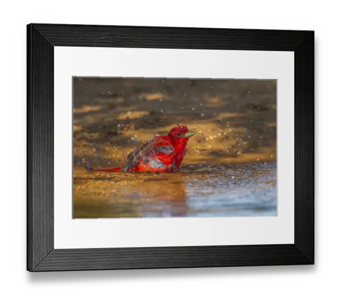 Framed Print : USA, Texas, Hidalgo County. Male summer tanager bathing Framed Print : USA, Texas, Hidalgo County. Male summer tanager bathing
