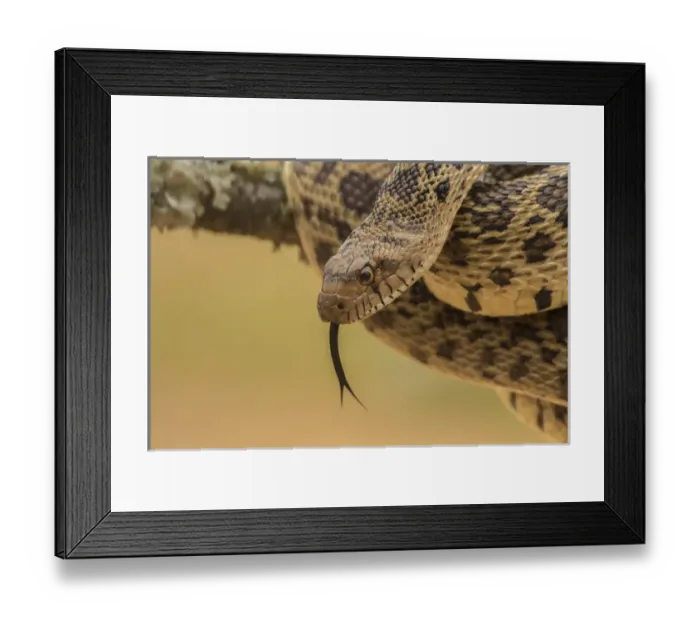 Framed Print : USA, Texas, Hidalgo County. Bull snake in tree Framed Print : USA, Texas, Hidalgo County. Bull snake in tree