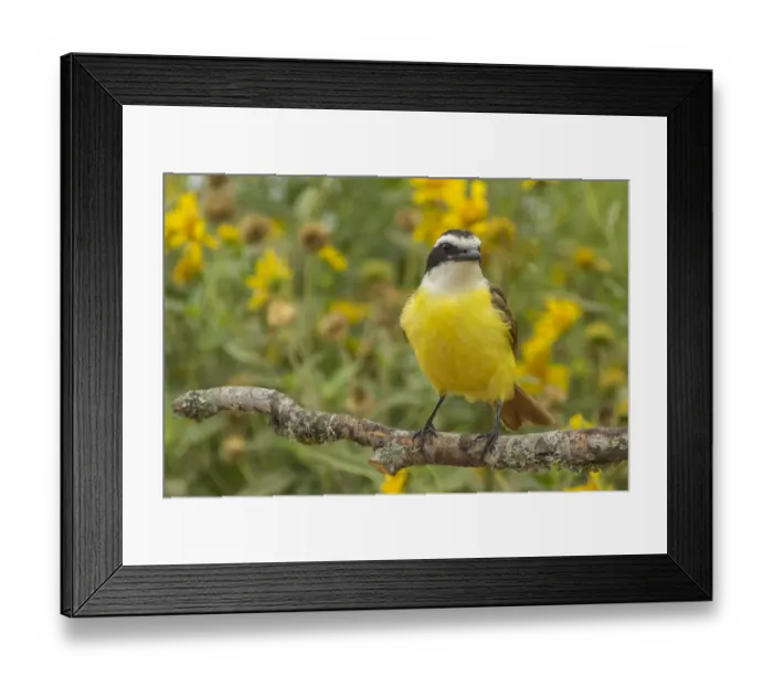 Framed Print : USA, Texas, Hidalgo County. Kiskadee on limb Framed Print : USA, Texas, Hidalgo County. Kiskadee on limb