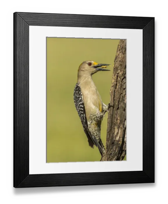 Framed Print : USA, Texas, Hidalgo County. Golden-fronted eating