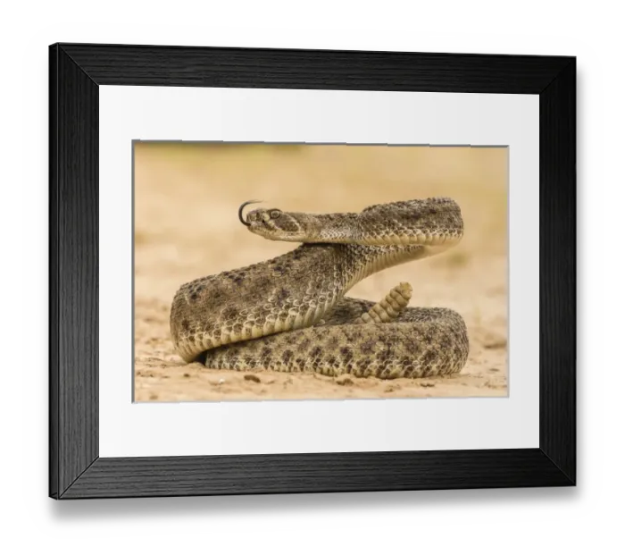 Framed Print : USA, Texas, Hidalgo County. Western diamondback rattlesnake coiled to strike. Credit as