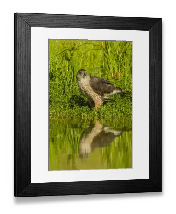 Framed Print : USA, Texas, Hidalgo County. Coopers hawk reflecting in water