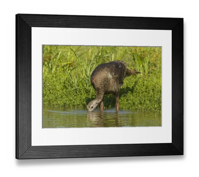 Framed Print : USA, Texas, Hidalgo County. Turkey drinking