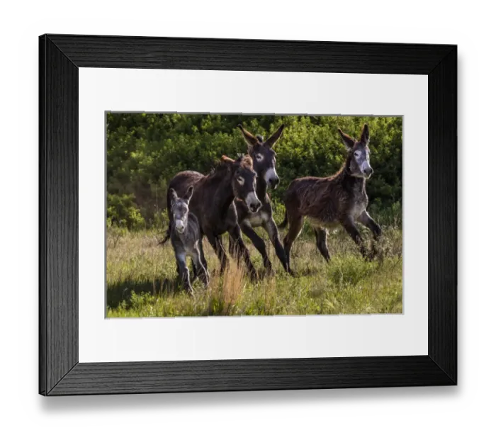 Framed Print : Wild burros in Custer State Park, South Dakota, USA