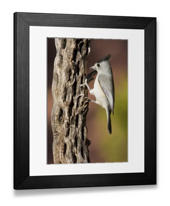 Framed Print : Black-crested Titmouse (Baeolophus atricristatus) foraging on cholla cactus, Davis Mountains Framed Print : Black-crested Titmouse (Baeolophus atricristatus) foraging on cholla cactus, Davis Mountains