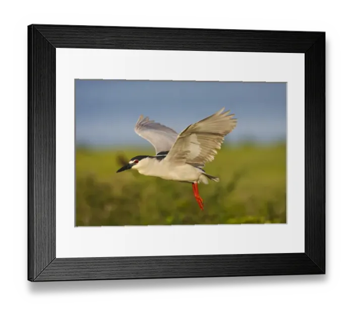 Framed Print : Black-crowned Night-heron (Nycticorax nycticorax) adult in flight on Texas coast Framed Print : Black-crowned Night-heron (Nycticorax nycticorax) adult in flight on Texas coast