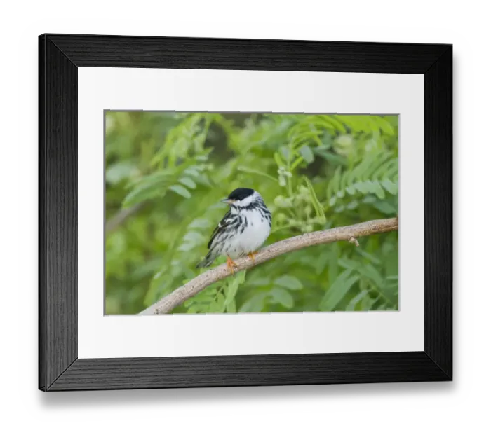Framed Print : Blackpol Warbler (Dendroica striata) male foraging for insects, Texas coast Framed Print : Blackpol Warbler (Dendroica striata) male foraging for insects, Texas coast