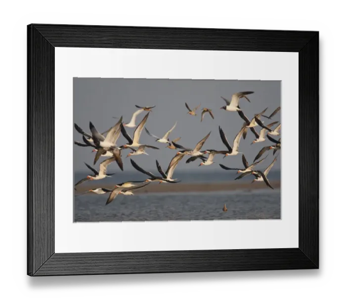 Framed Print : Black Skimmers (Rynchops niger) on the Laguna Madre, Texas, spring