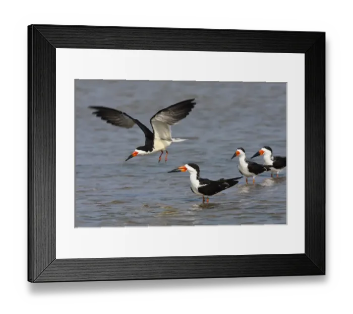 Framed Print : Black Skimmers (Rynchops niger) on the Laguna Madre, Texas, spring Framed Print : Black Skimmers (Rynchops niger) on the Laguna Madre, Texas, spring