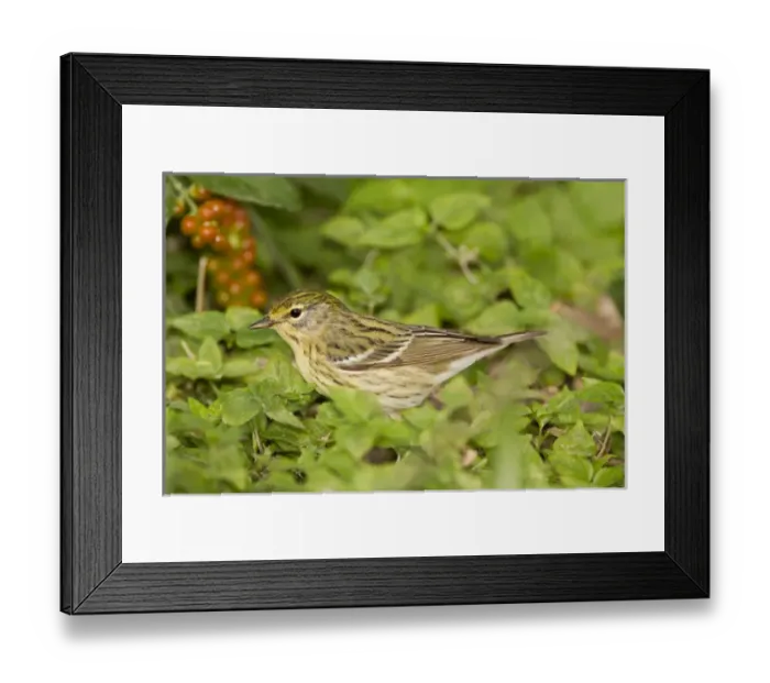Framed Print : Blackpol Warbler (Dendroica striata) female foraging for insects in fiddlewood bush Framed Print : Blackpol Warbler (Dendroica striata) female foraging for insects in fiddlewood bush